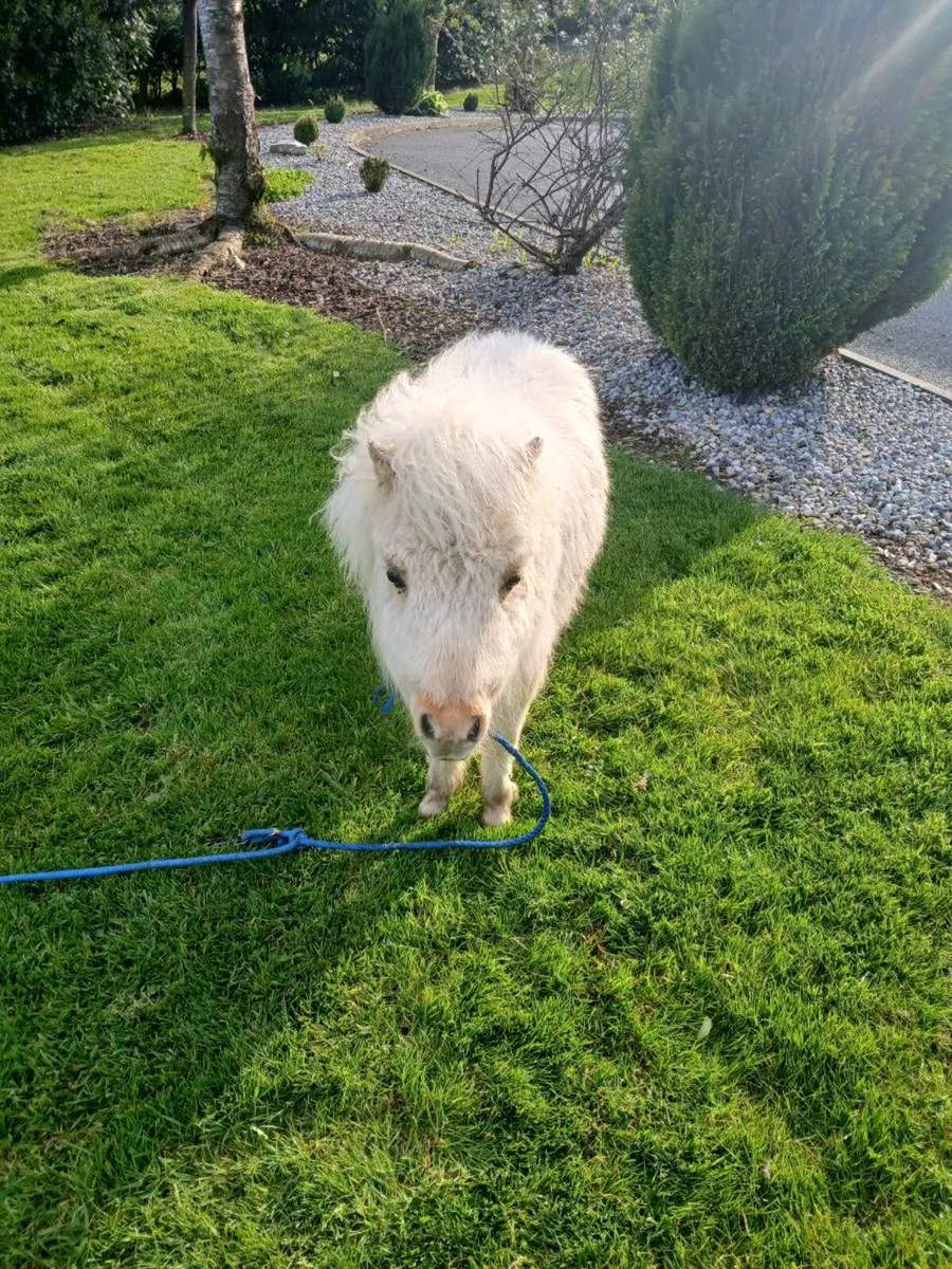 Minature colt foal - Image 1