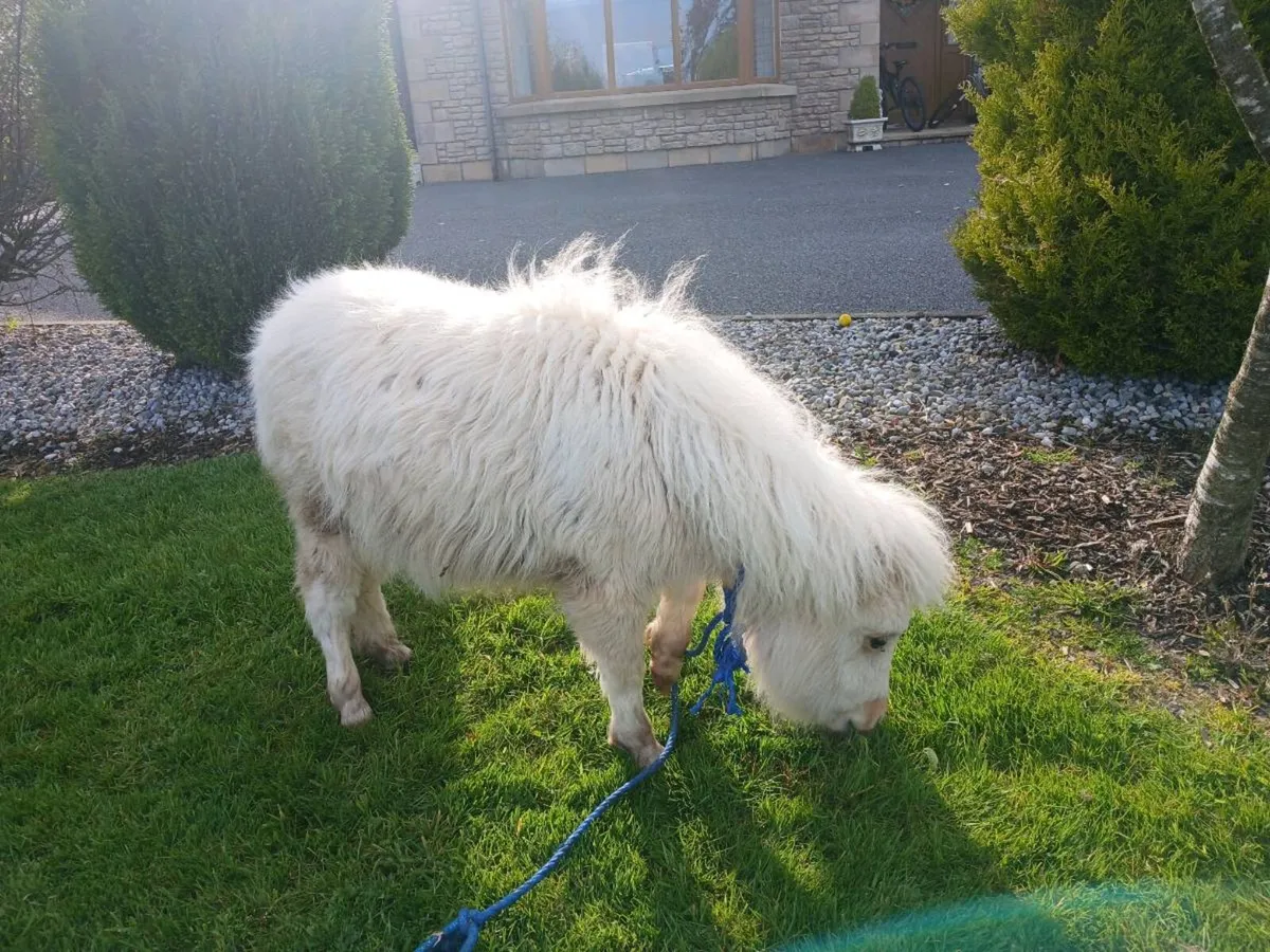 Minature colt foal - Image 2