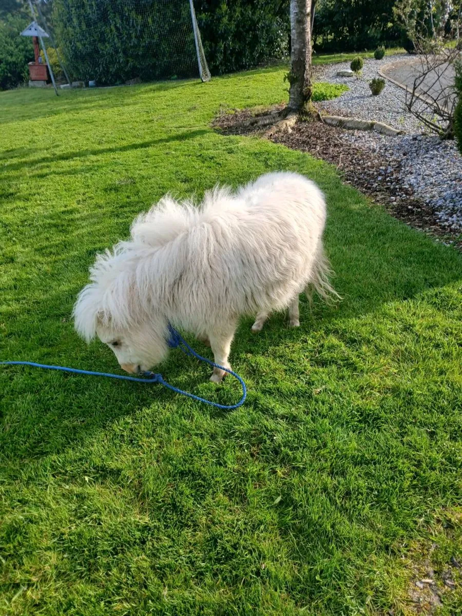 Minature colt foal - Image 3