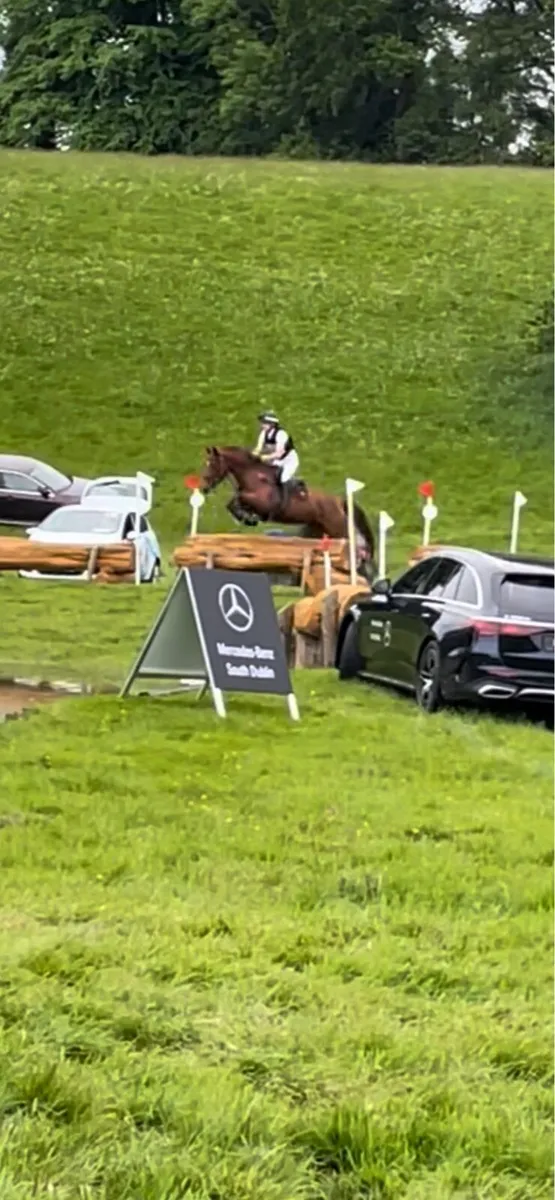 Stunning mare for sale - Image 1