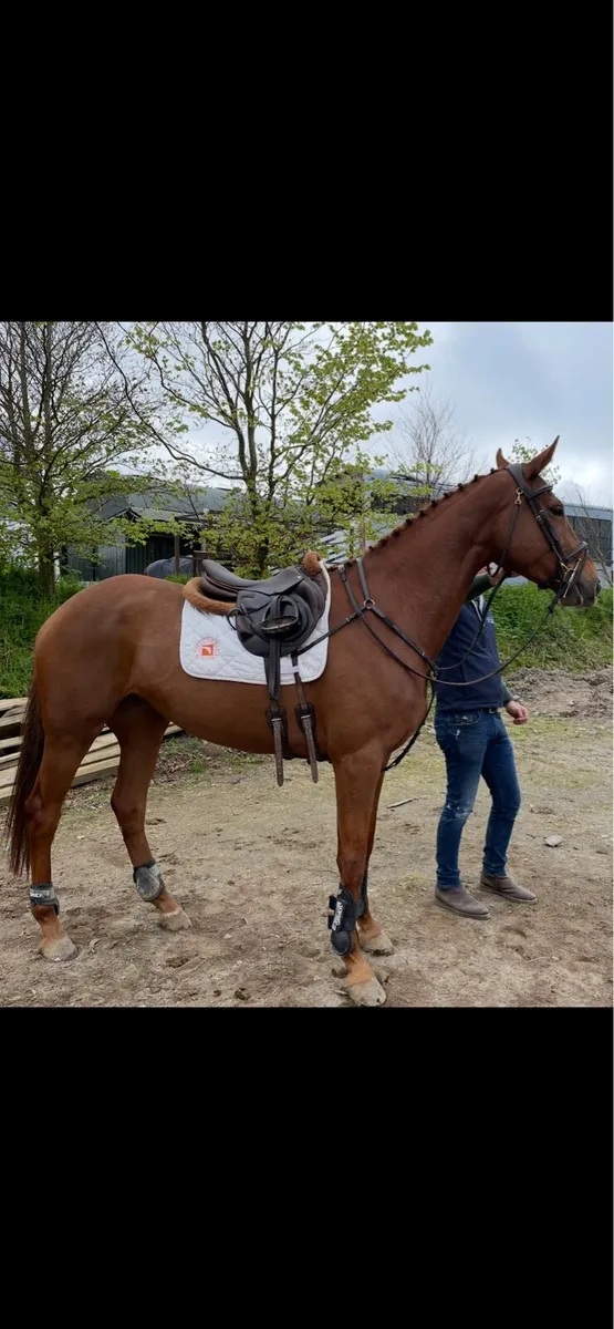 Stunning mare for sale - Image 3
