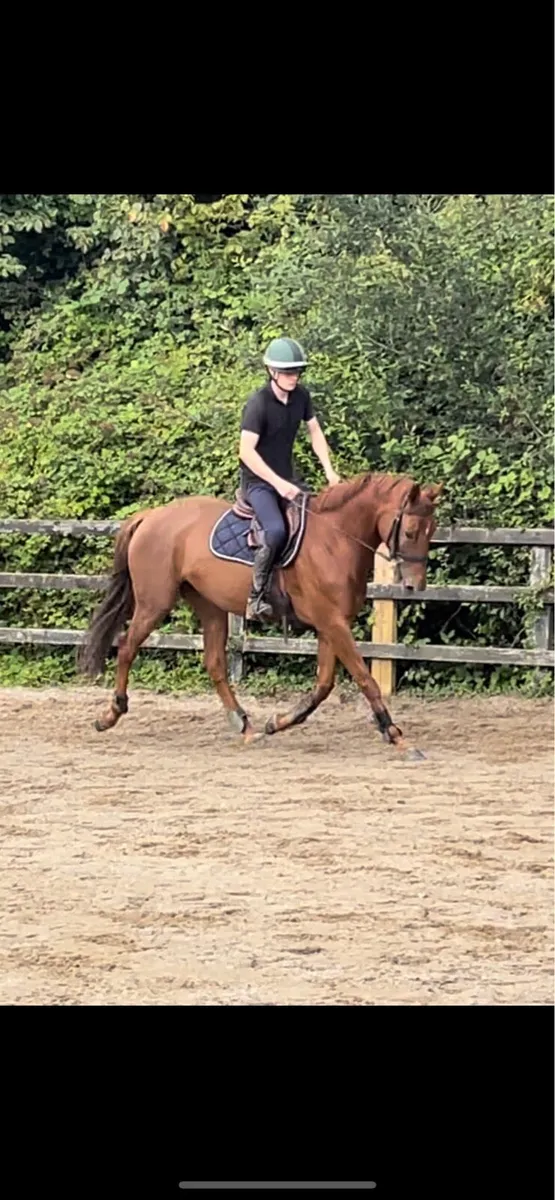 Stunning mare for sale - Image 4