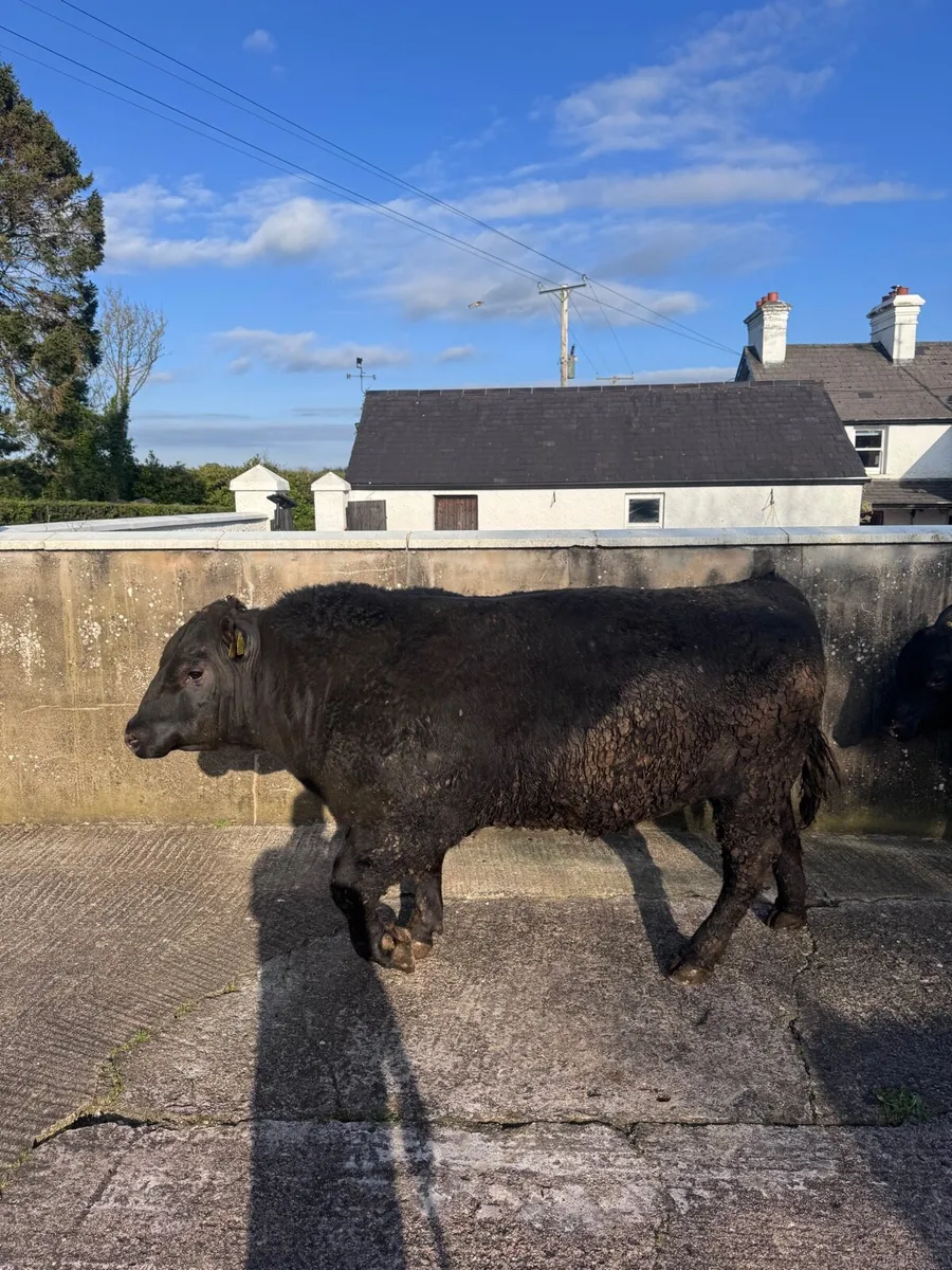 Pedigree Aberdeen Angus Bulls - Image 2
