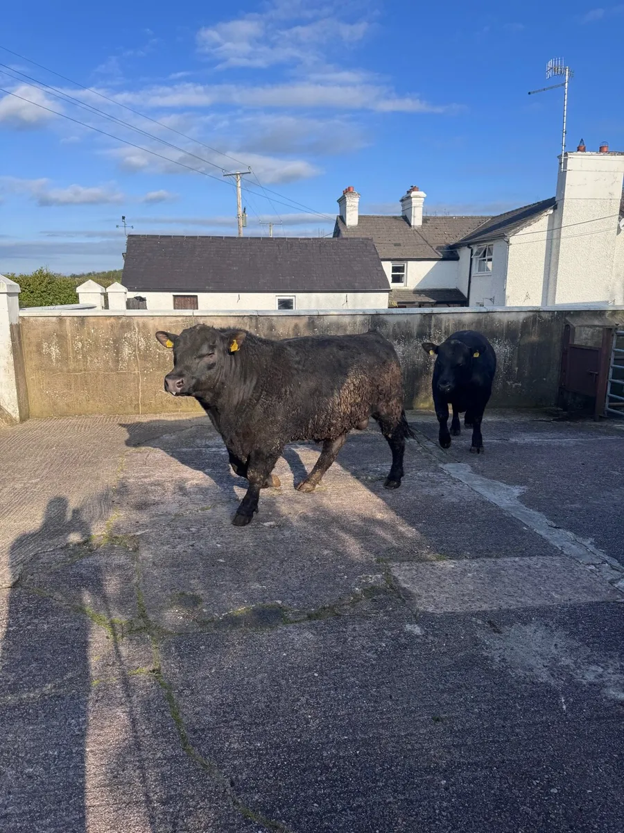 Pedigree Aberdeen Angus Bulls - Image 1