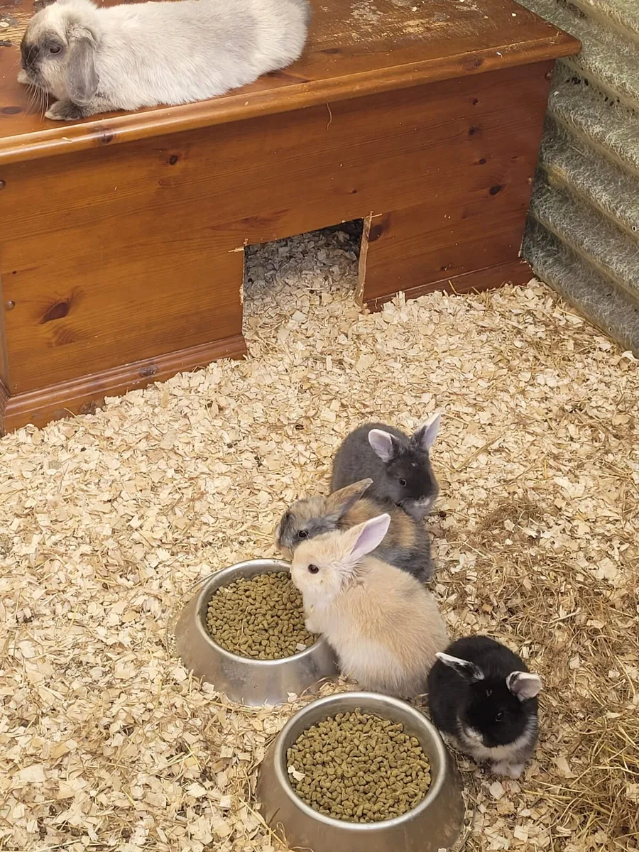 Mini Lop - Image 1