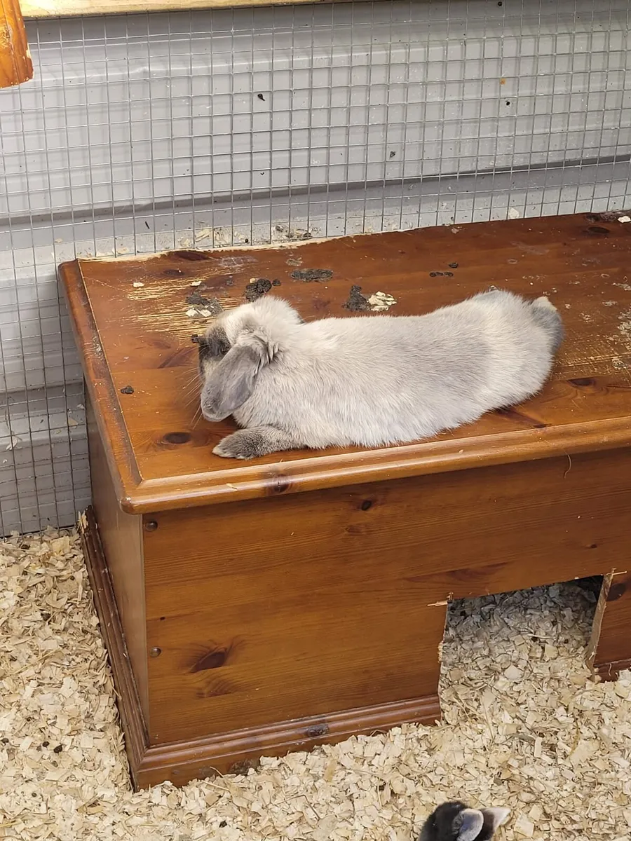Mini Lop - Image 2