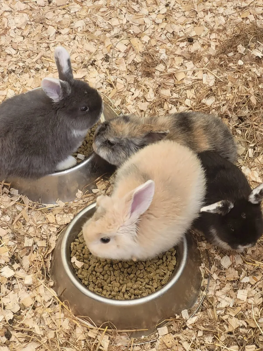 Mini Lop - Image 3