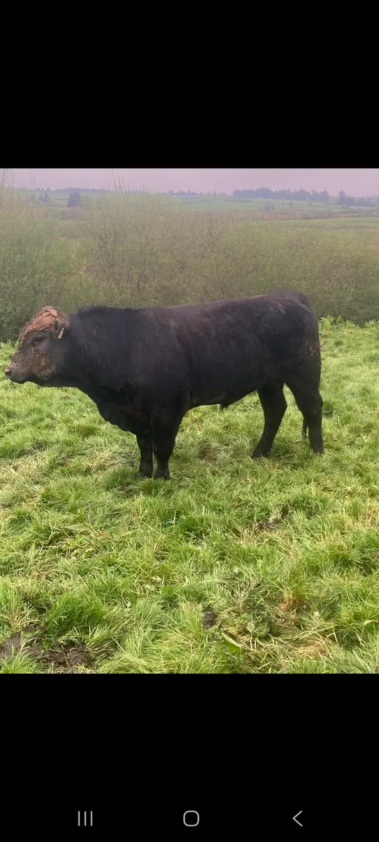 Aberdeen Angus bull for sale - Image 1