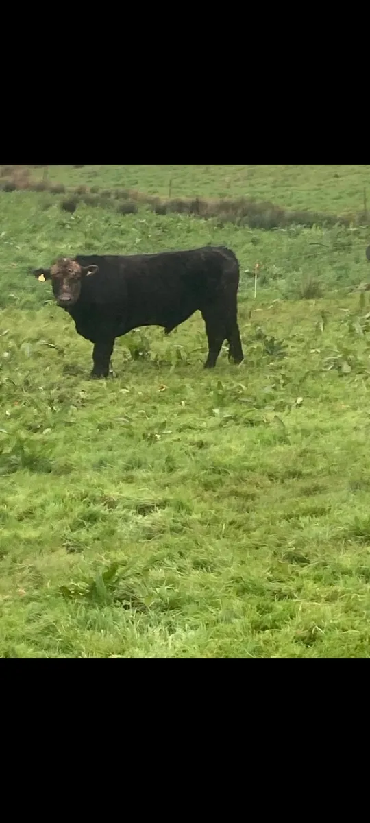 Aberdeen Angus bull for sale - Image 2