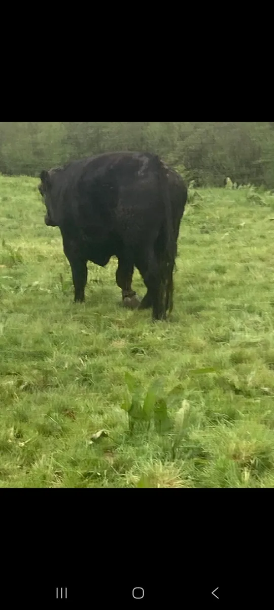 Aberdeen Angus bull for sale - Image 3