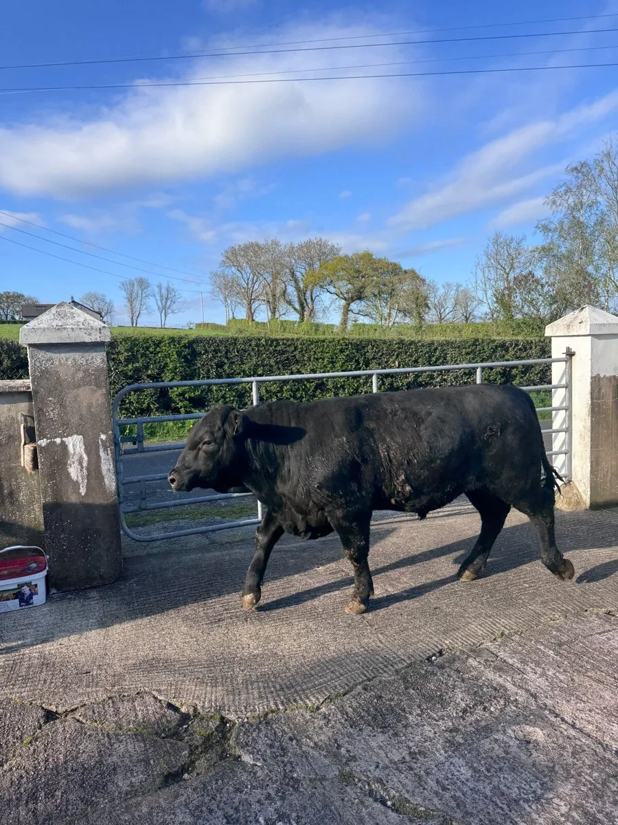 Pedigree Aberdeen Angus Bulls - Image 4