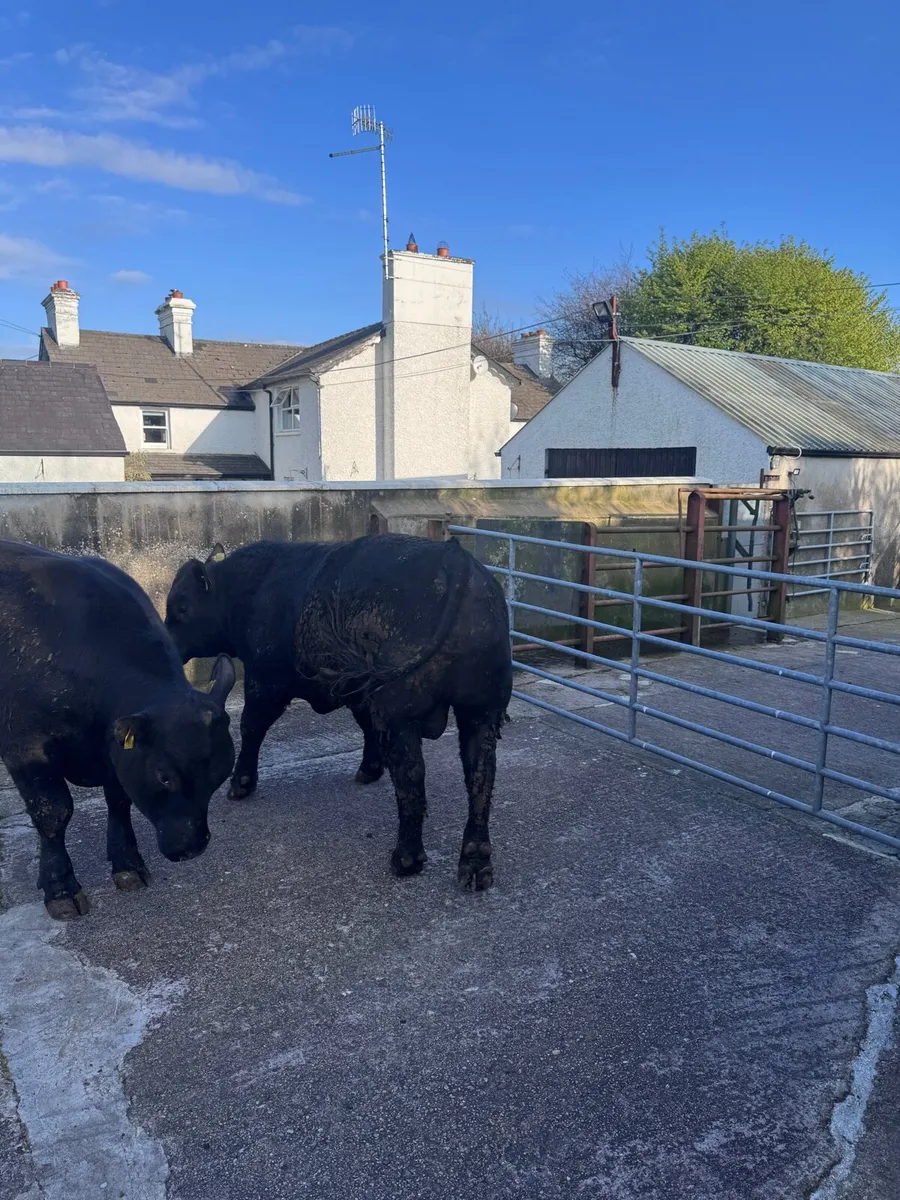 Pedigree Aberdeen Angus Bulls - Image 3