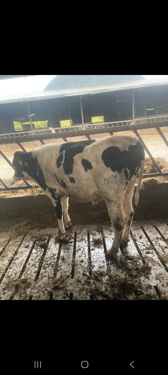 Fresian Bull for sale - Image 4