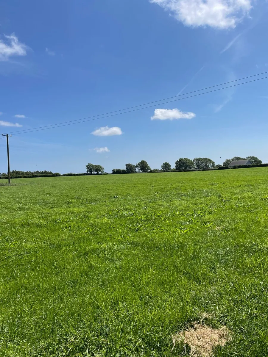Horse Grazing available - Image 2