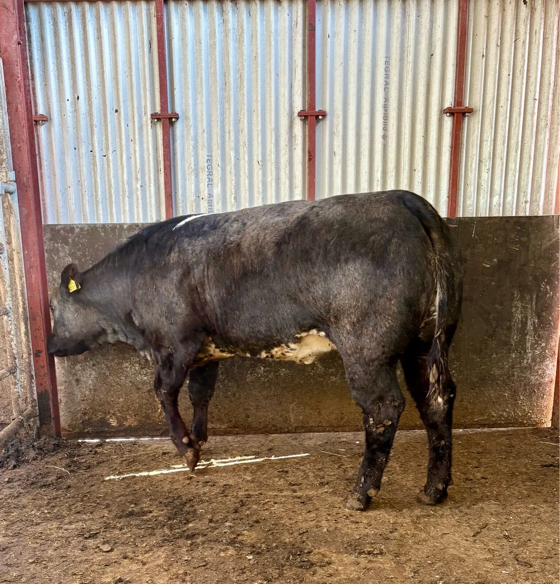 Homebred Breeding heifers - Image 2