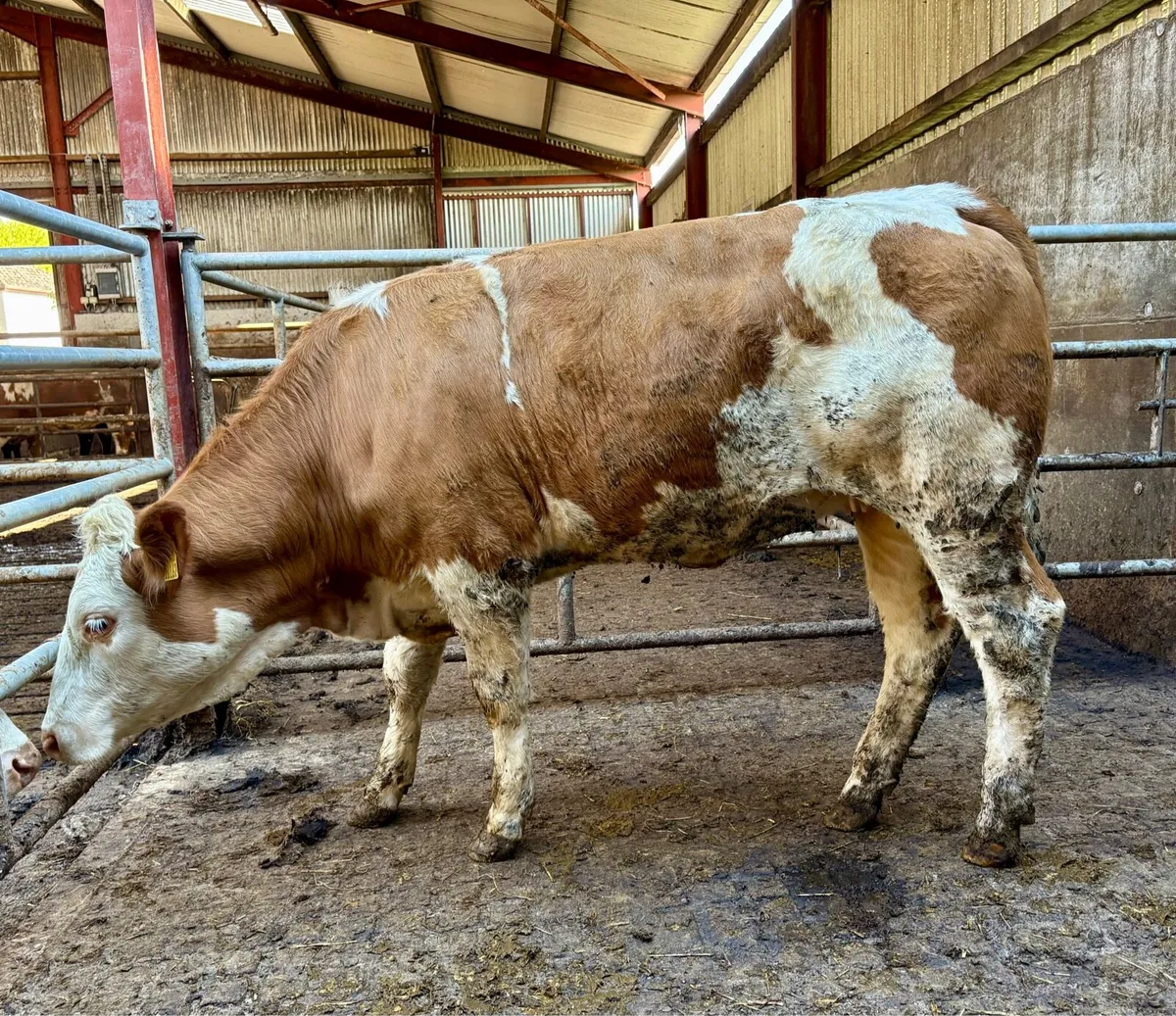 Homebred Breeding heifers - Image 3