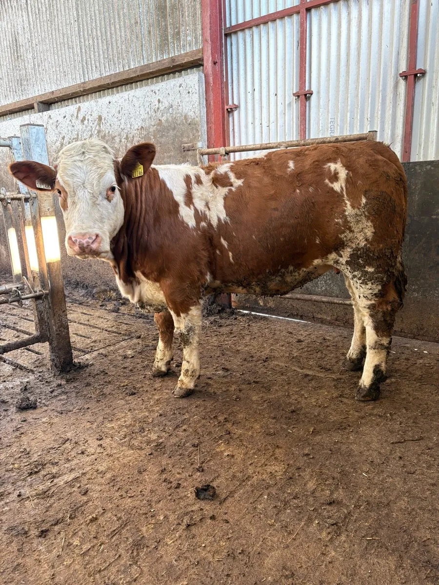Homebred Breeding heifers - Image 1