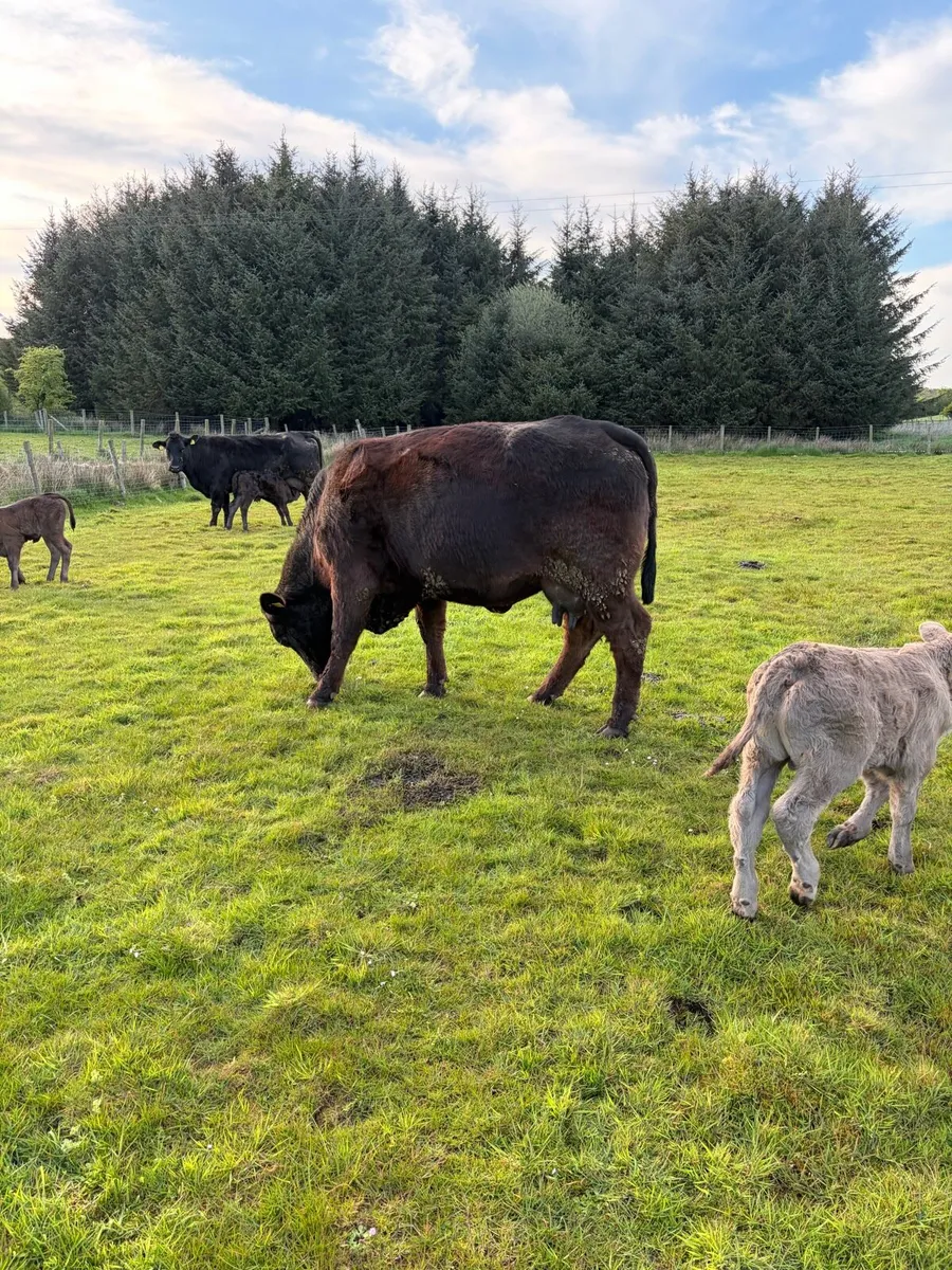Cows and calf’s - Image 1