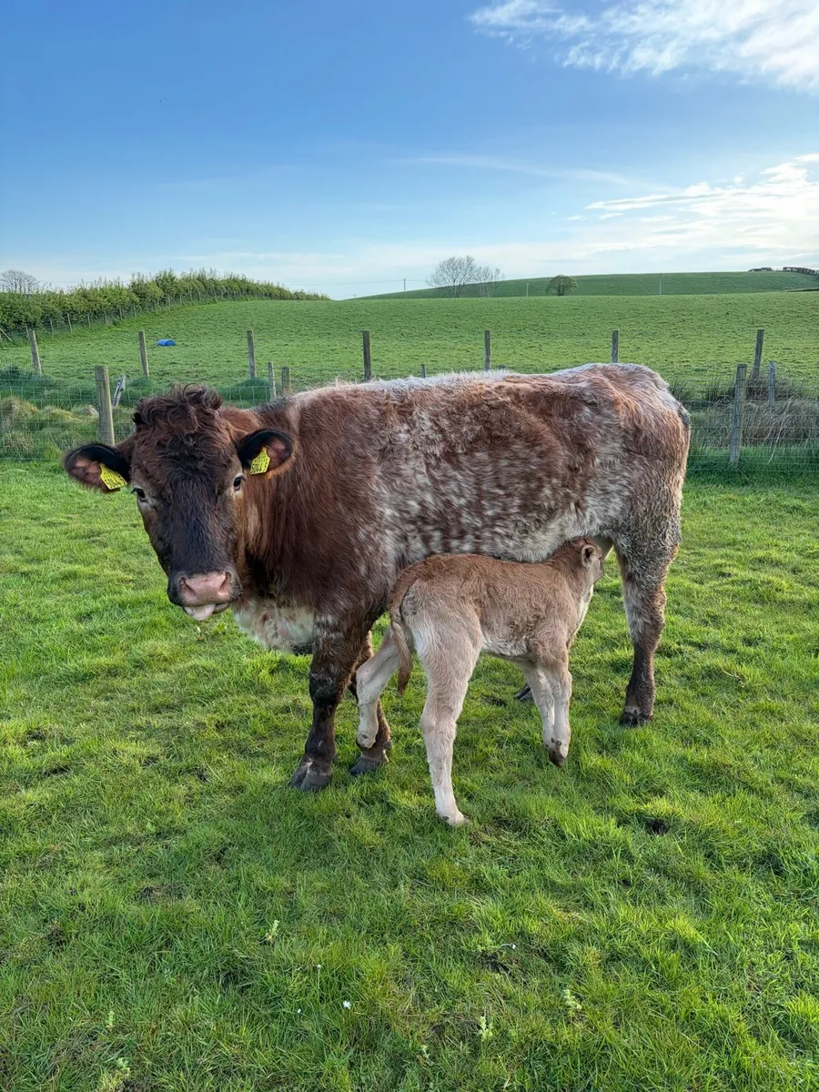 Cows and calf’s - Image 2