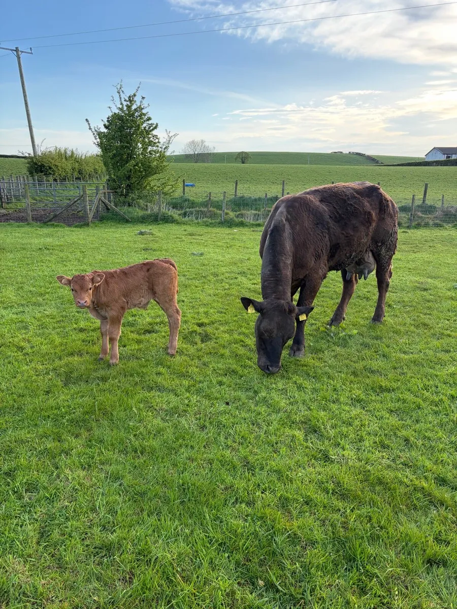 Cows and calf’s - Image 3