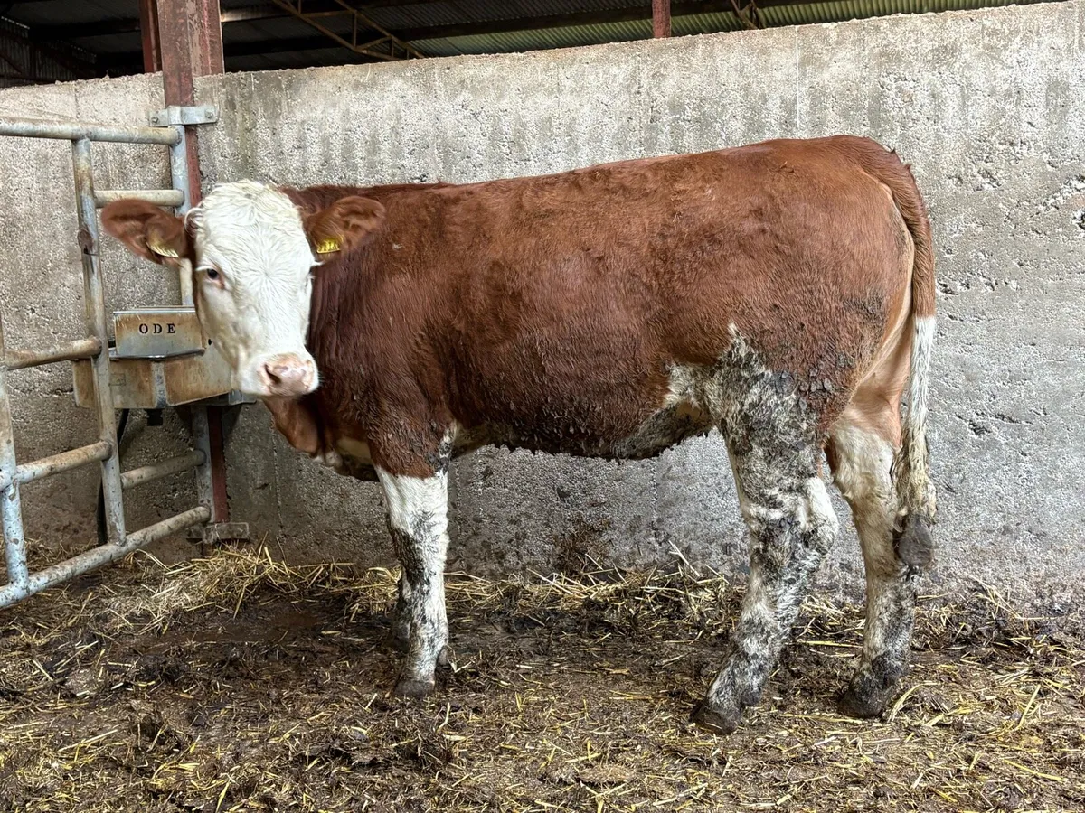 Homebred Breeding heifers - Image 4