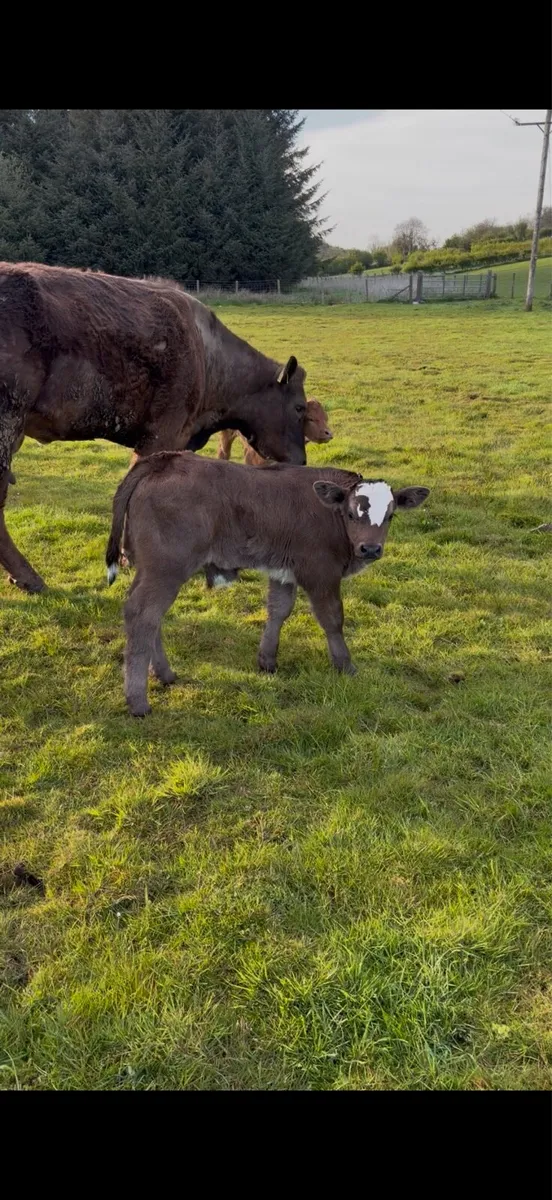 Cows and calf’s - Image 4