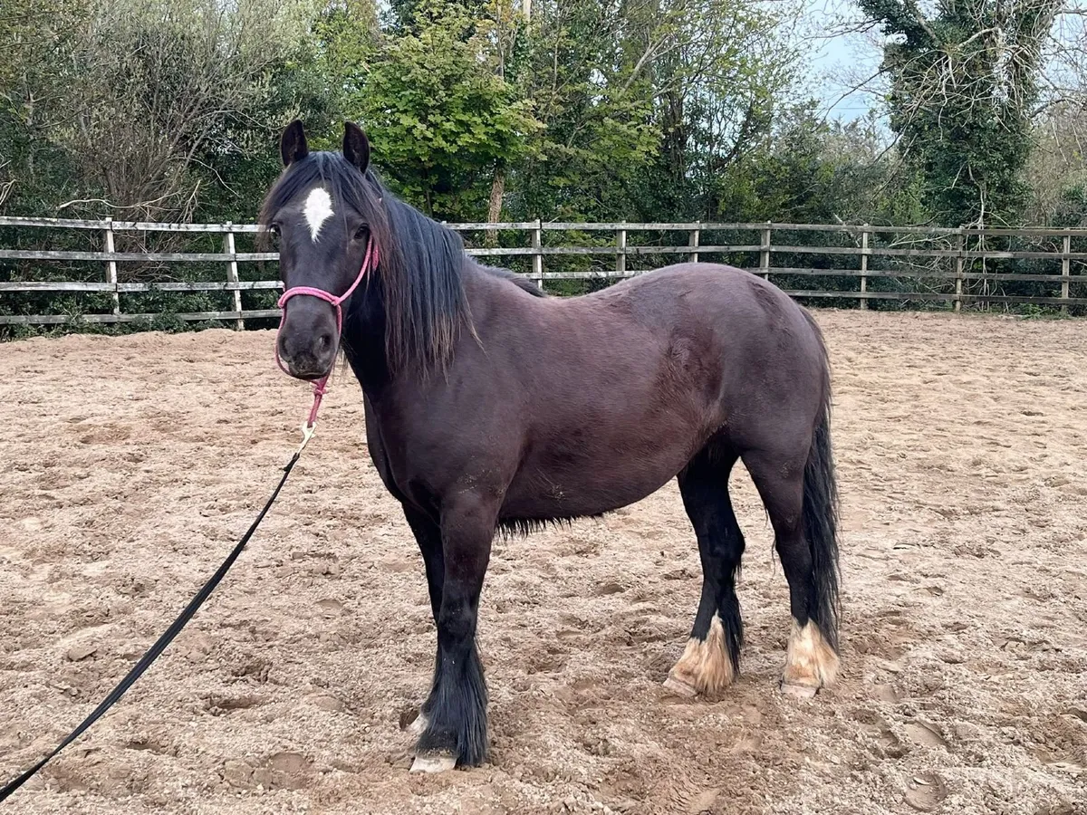 Pony - Image 2