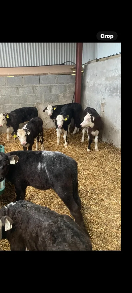 Calves for sale