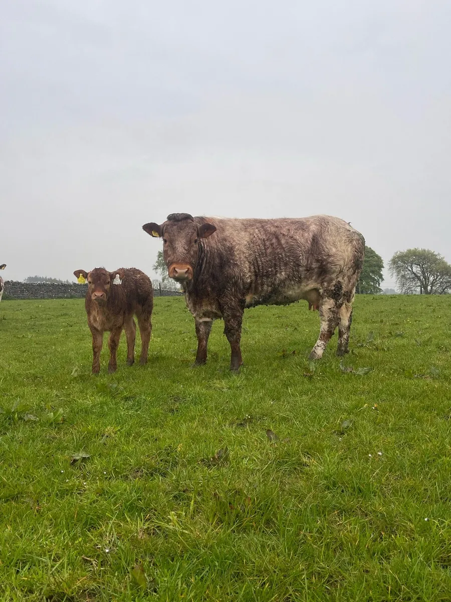 SHOW COWS WITH SHOW CALFS AT FOOT BALLINASLOE MART - Image 1