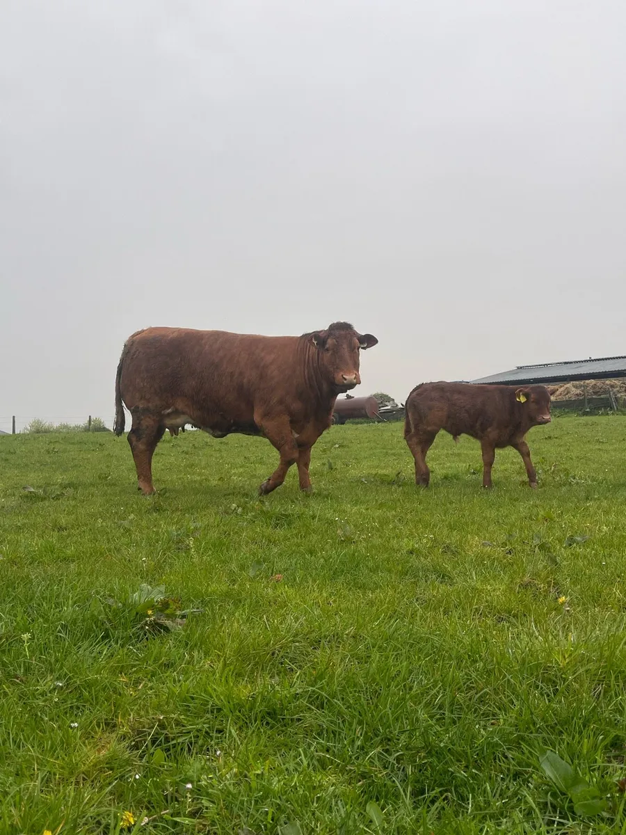 SHOW COWS WITH SHOW CALFS AT FOOT BALLINASLOE MART - Image 2