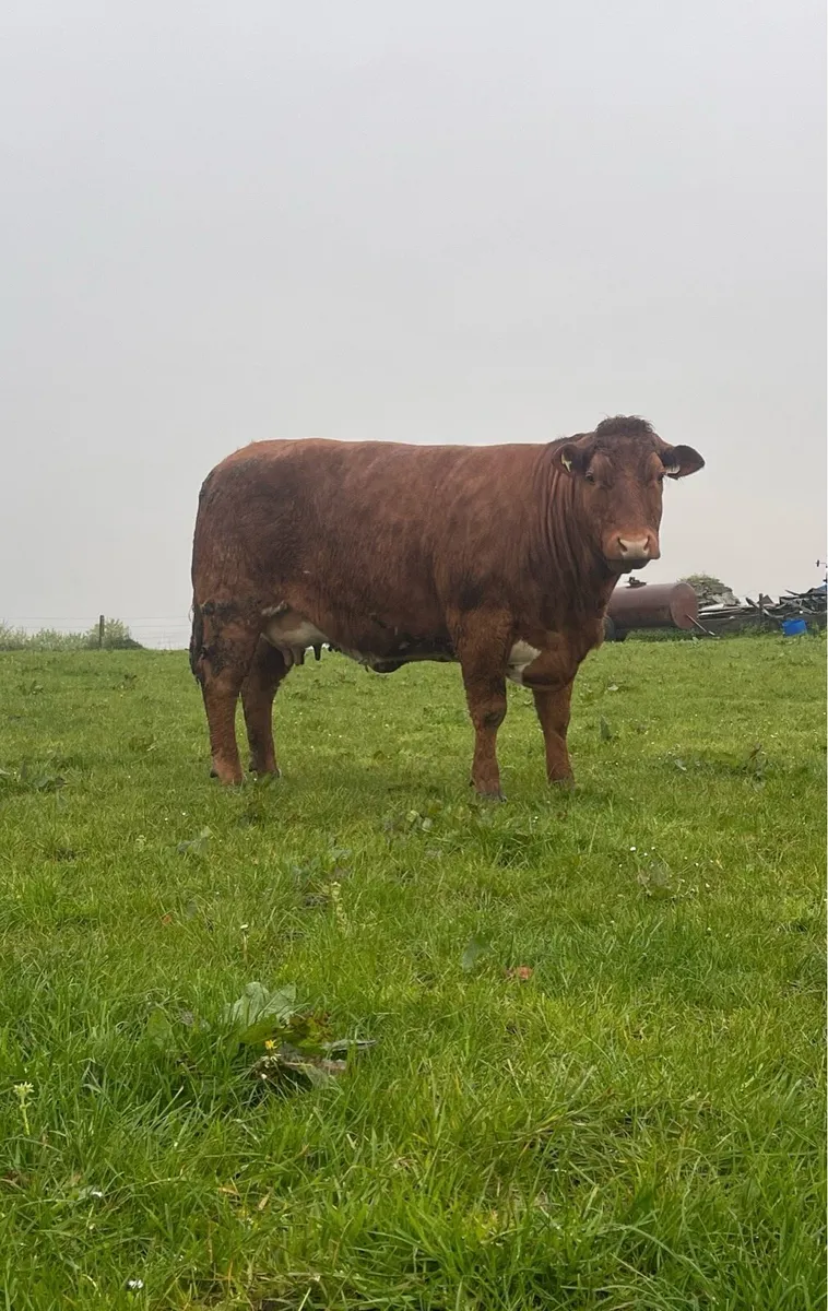 SHOW COWS WITH SHOW CALFS AT FOOT BALLINASLOE MART - Image 4