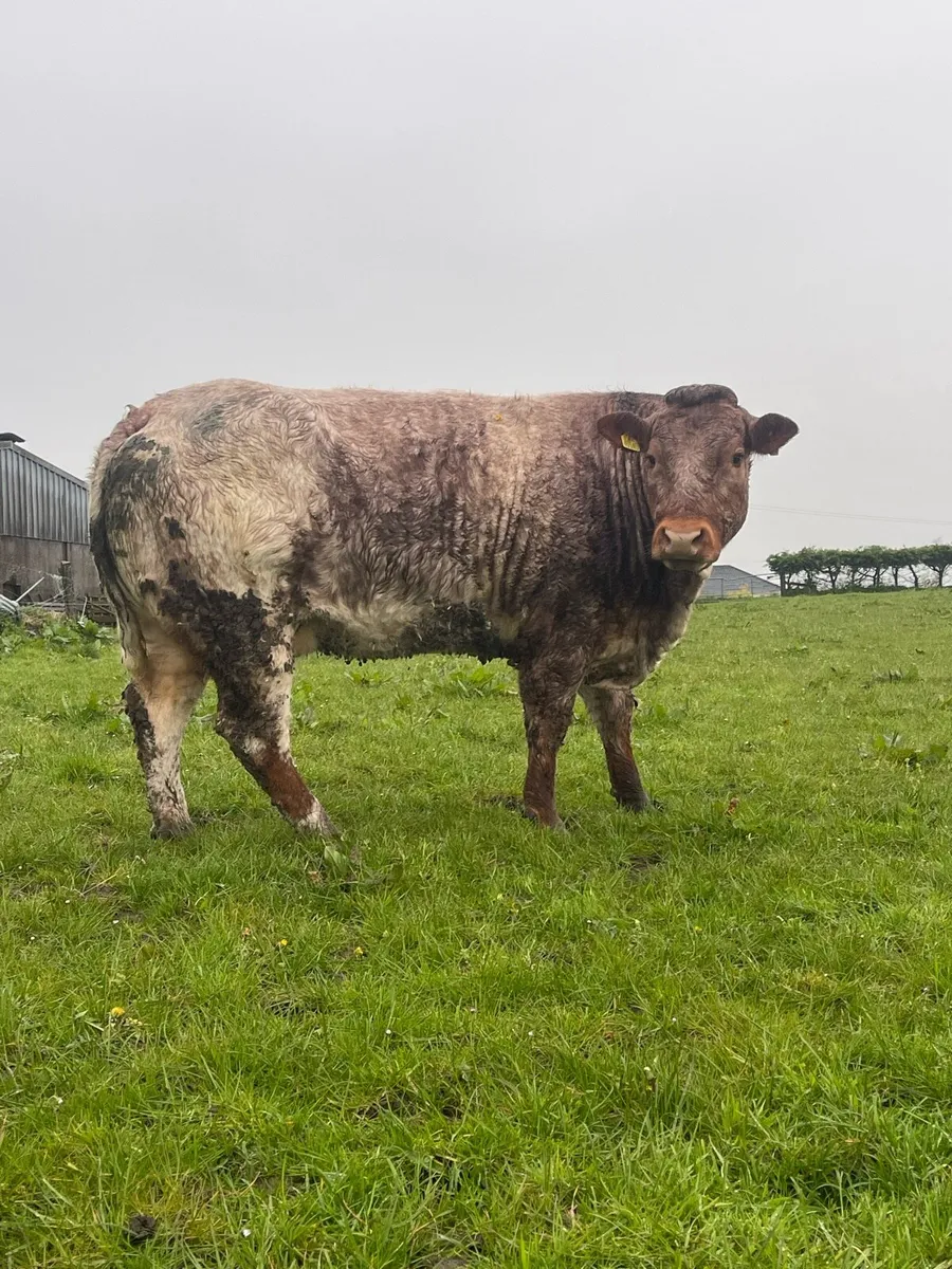 SHOW COWS WITH SHOW CALFS AT FOOT BALLINASLOE MART - Image 3
