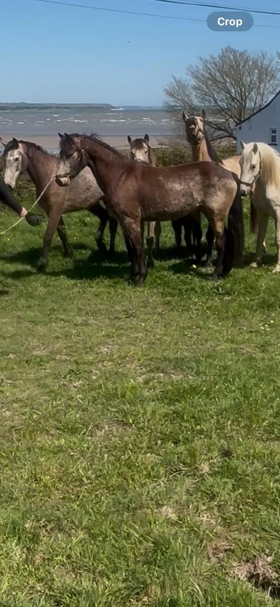4 yr old Registered Connemara Pony - Image 2