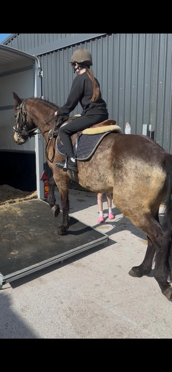 4 yr old Registered Connemara Pony - Image 3