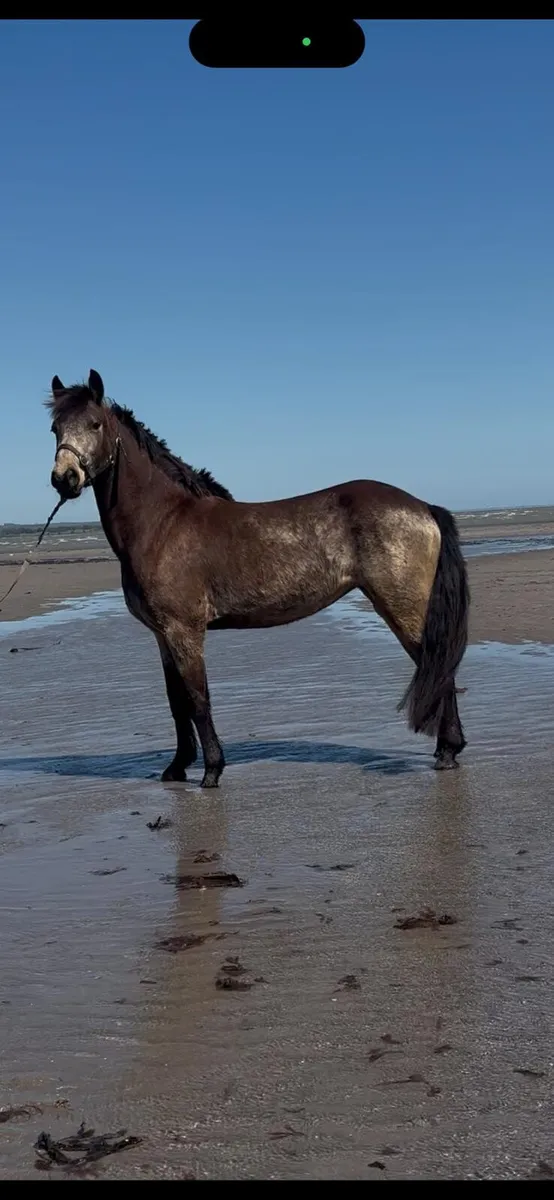 4 yr old Registered Connemara Pony - Image 1