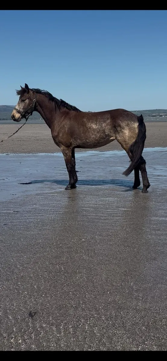 4 yr old Registered Connemara Pony - Image 4