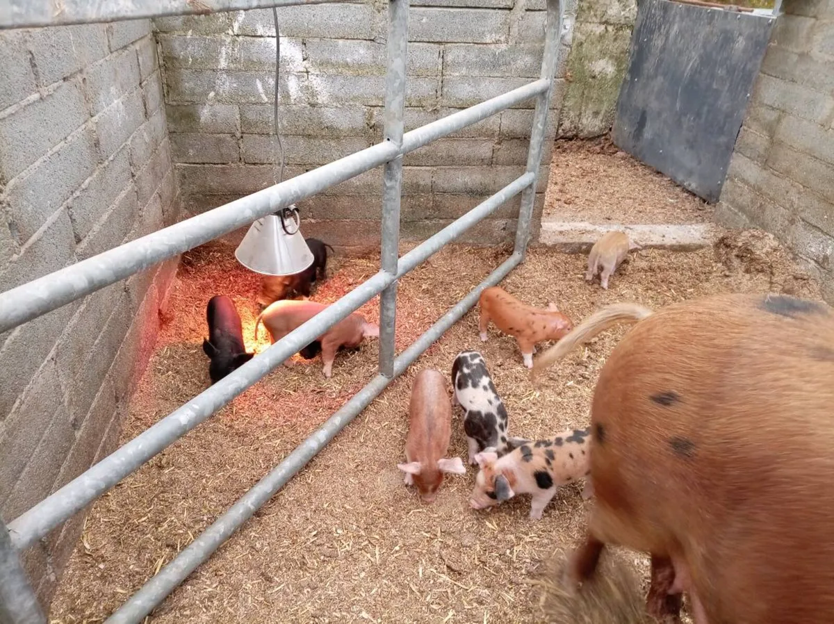 Organic piglets - Image 1