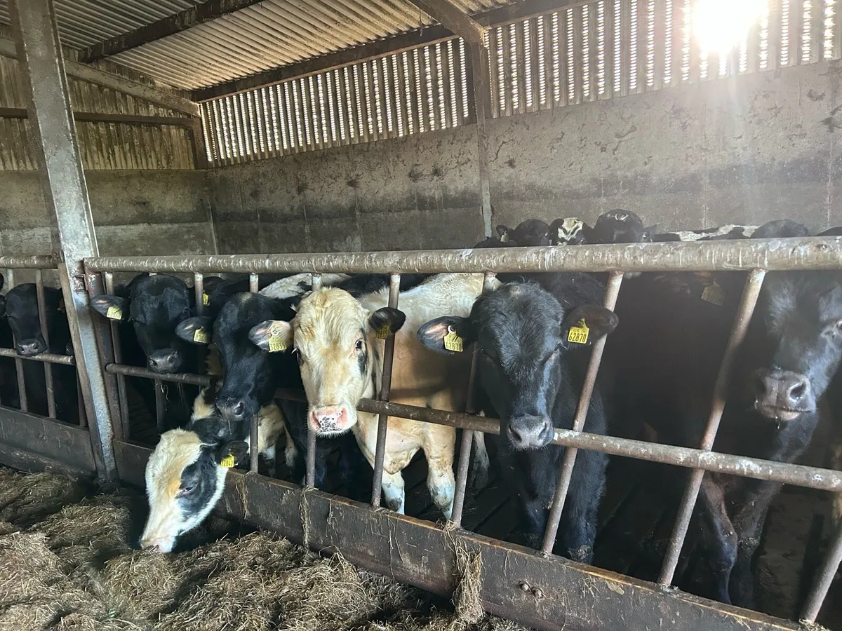 Bullocks and heifers - Image 1