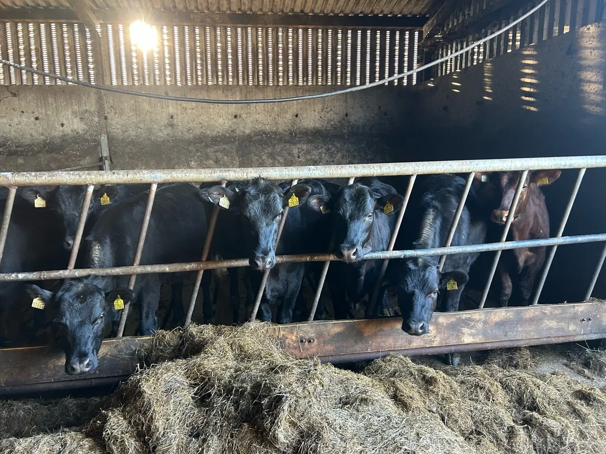 Bullocks and heifers - Image 2