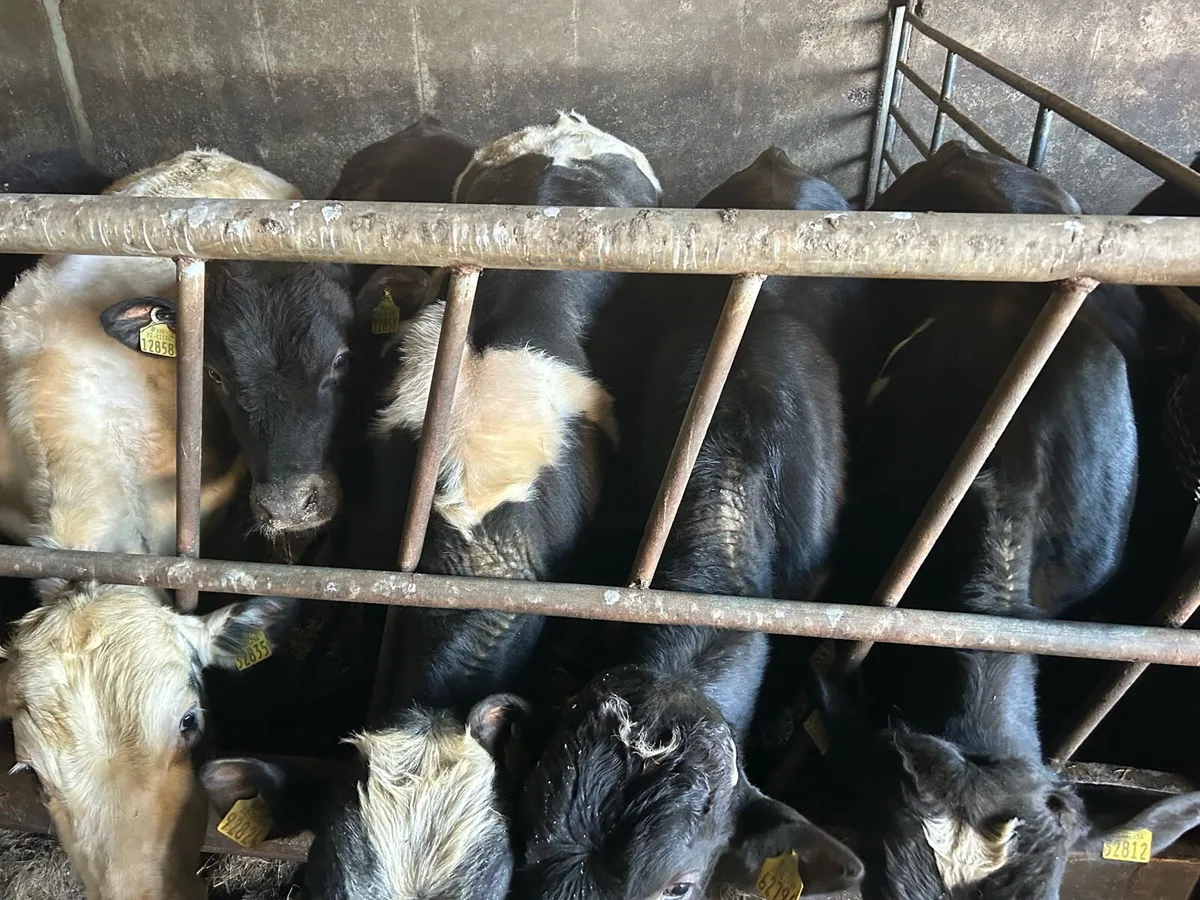 Bullocks and heifers - Image 4