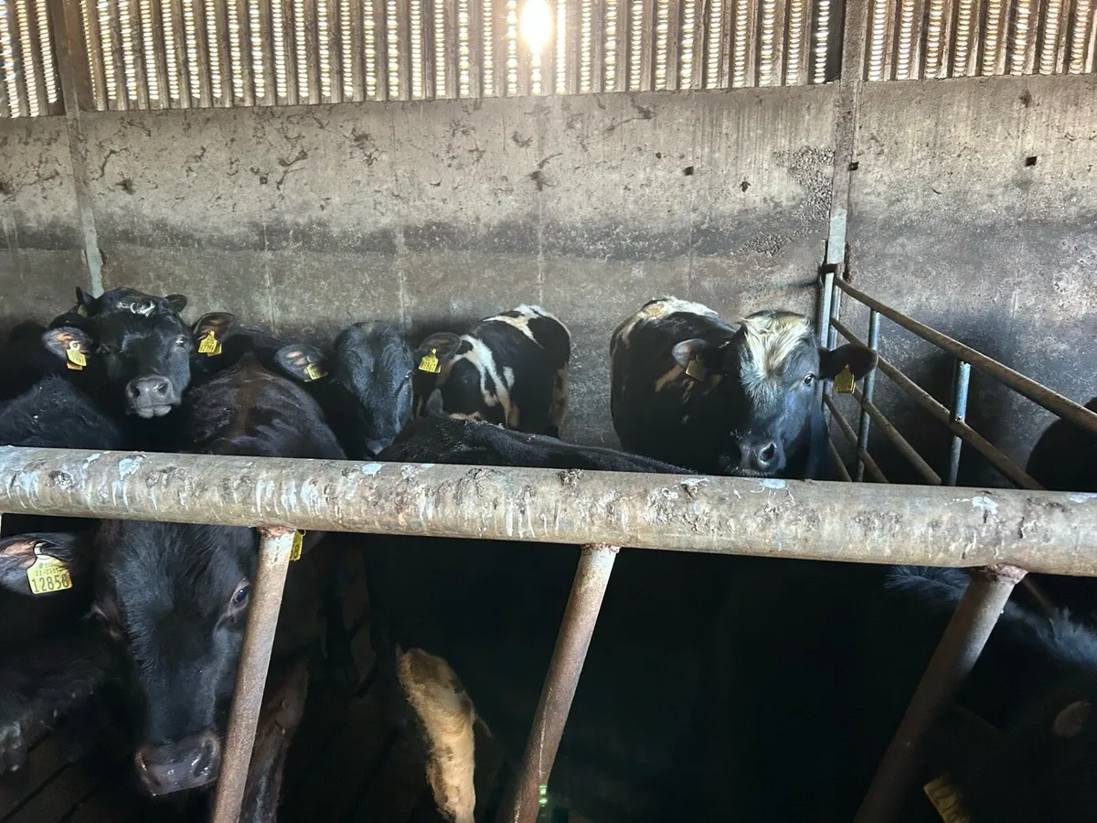 Bullocks and heifers - Image 3