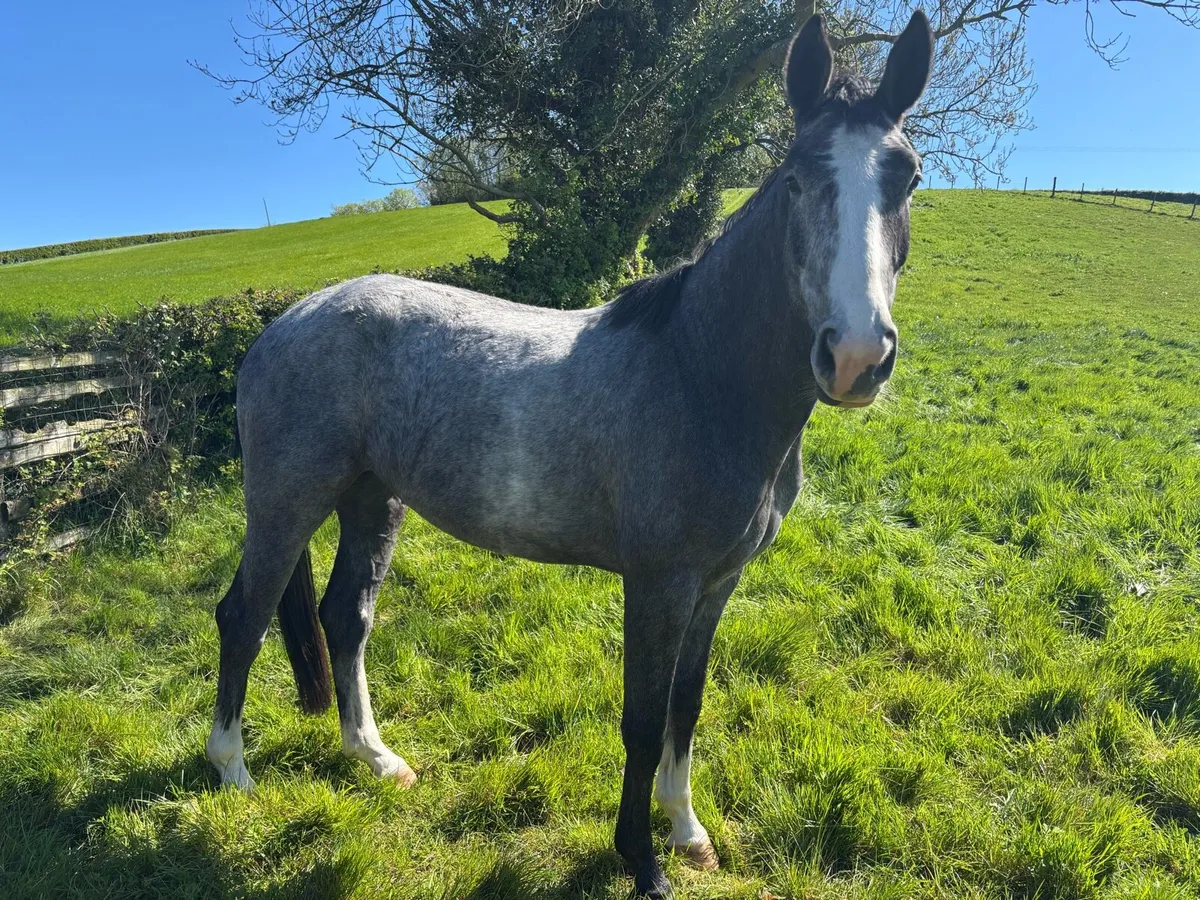 3yo Vivant broodmare - Image 2