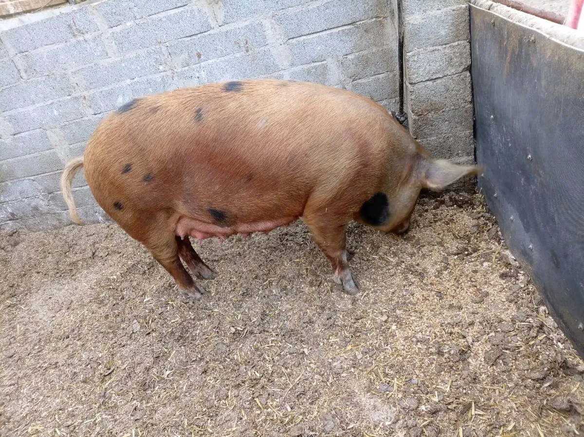 Organic piglets - Image 2
