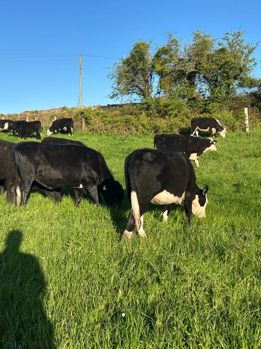 10 weanling heifers - Image 2