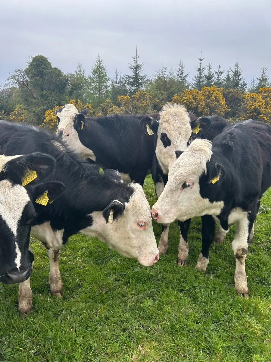 10 weanling heifers - Image 1