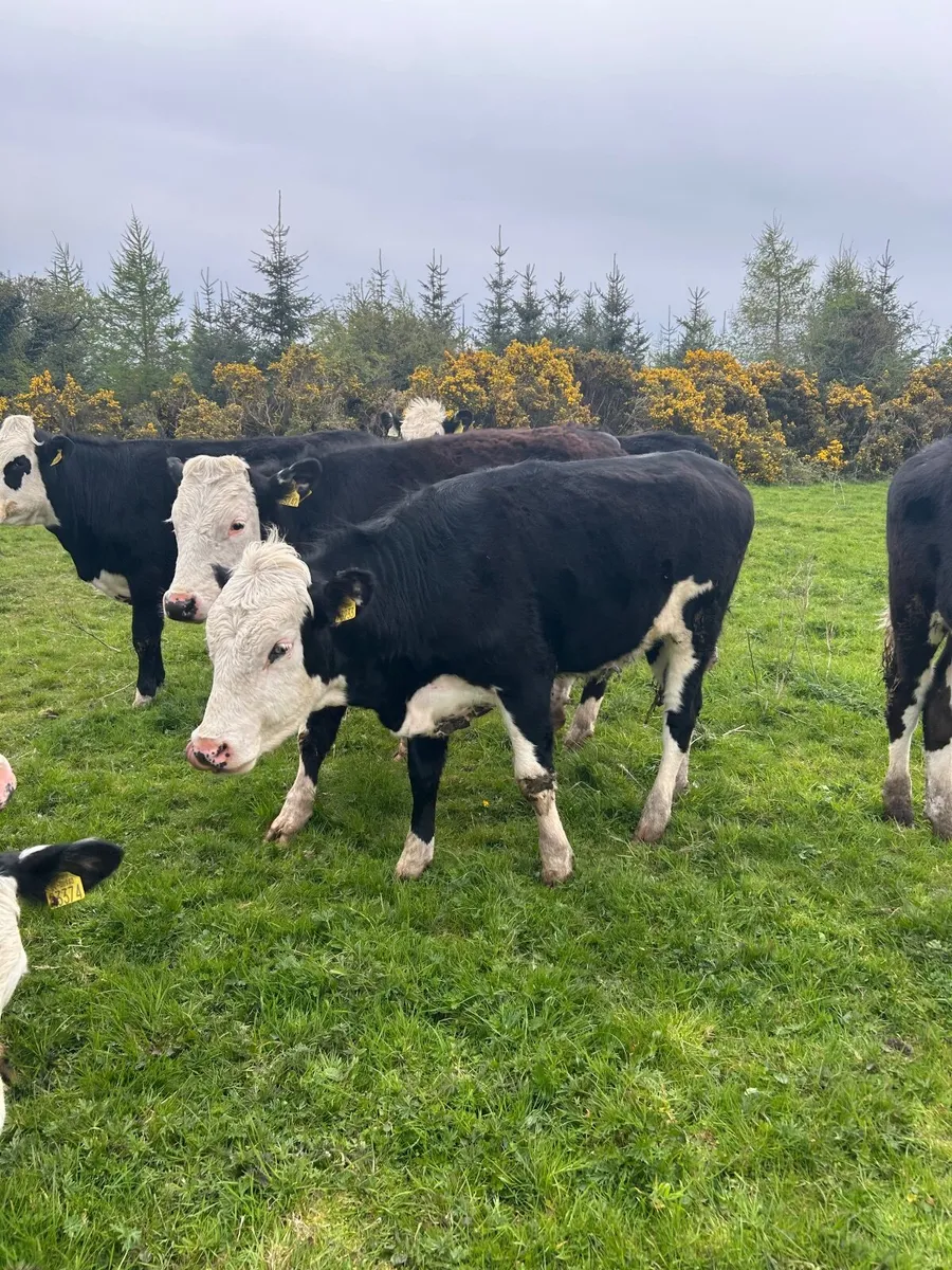 10 weanling heifers - Image 3