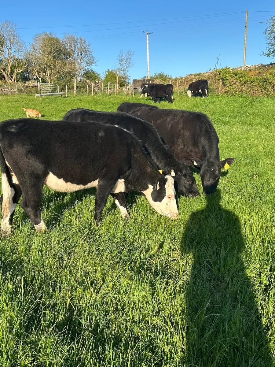 10 weanling heifers - Image 4