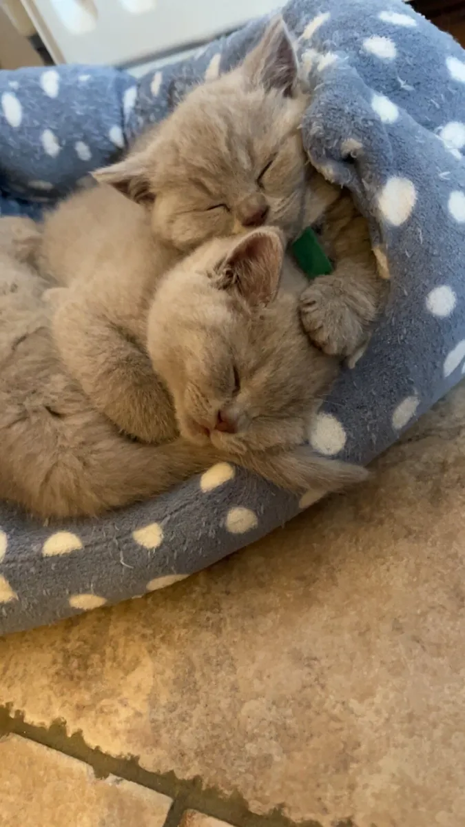 British shorthair kittens - Image 1