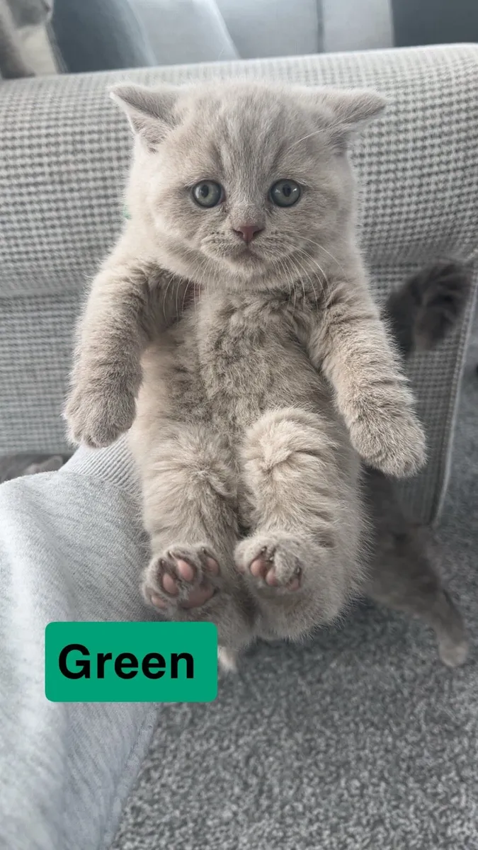 British shorthair kittens - Image 4