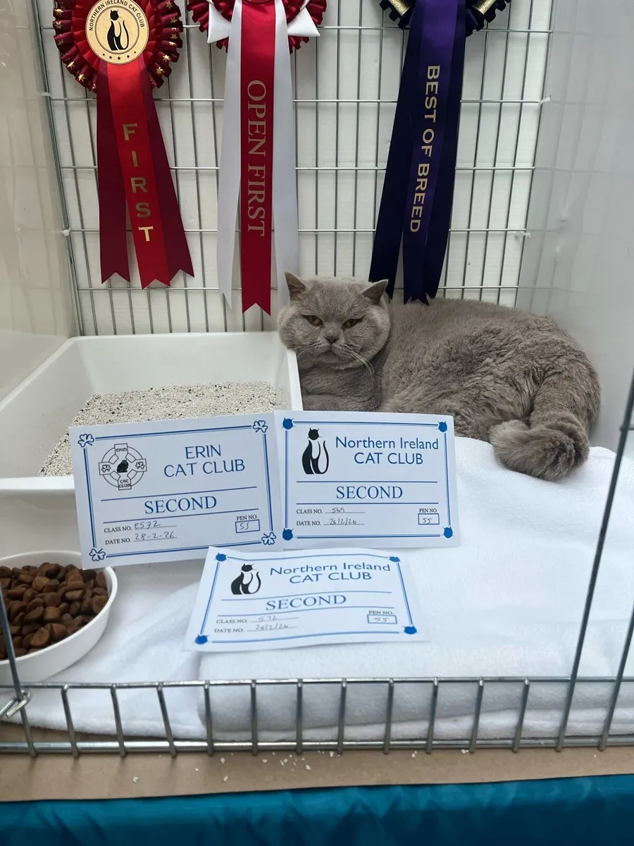 British shorthair kittens - Image 1